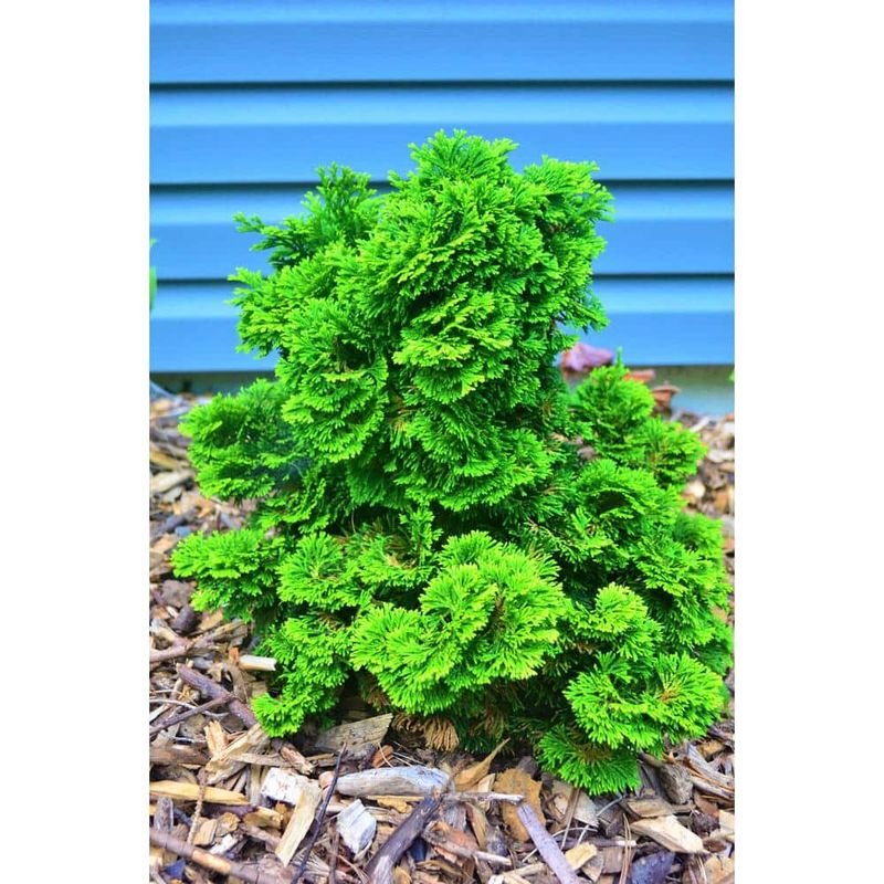 Dwarf Hinoki Cypress