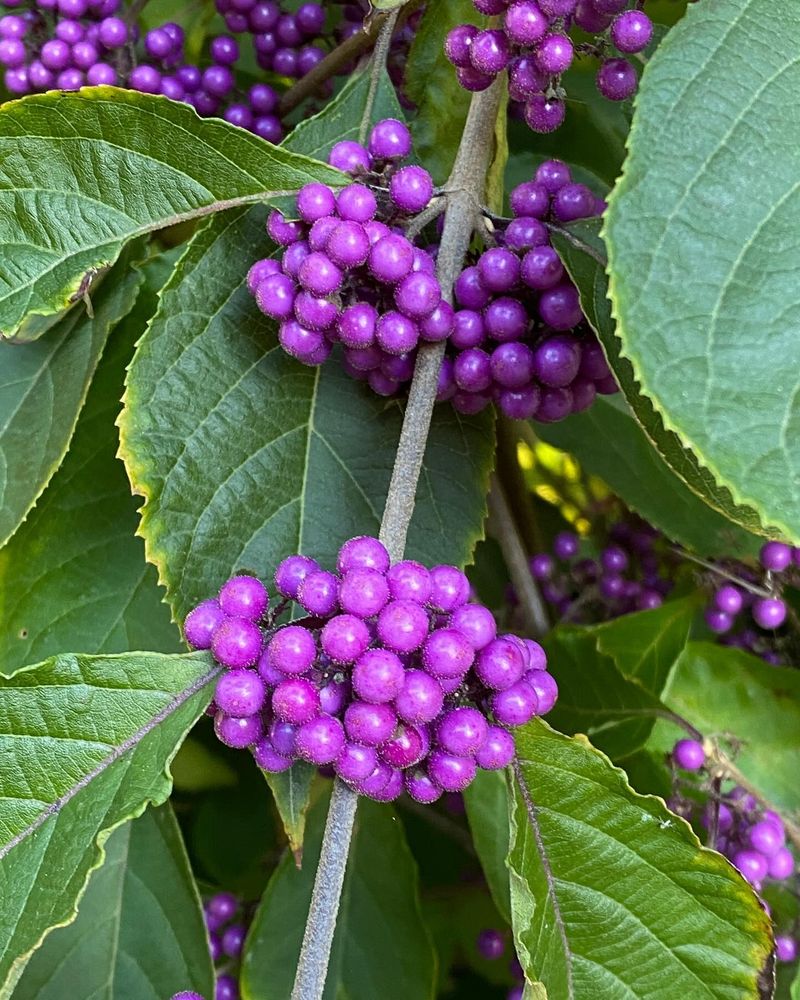 Beautyberry