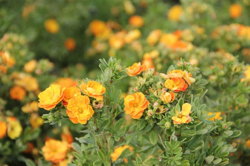 Potentilla