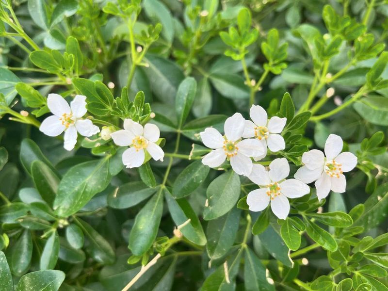 Choisya Ternata
