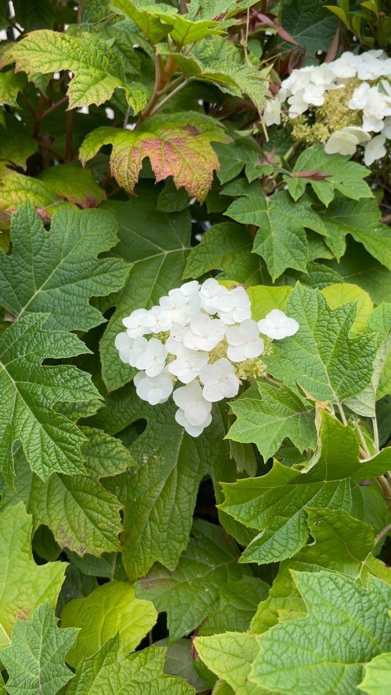 Hydrangea Oakleaf: A Shade-Loving Alternative