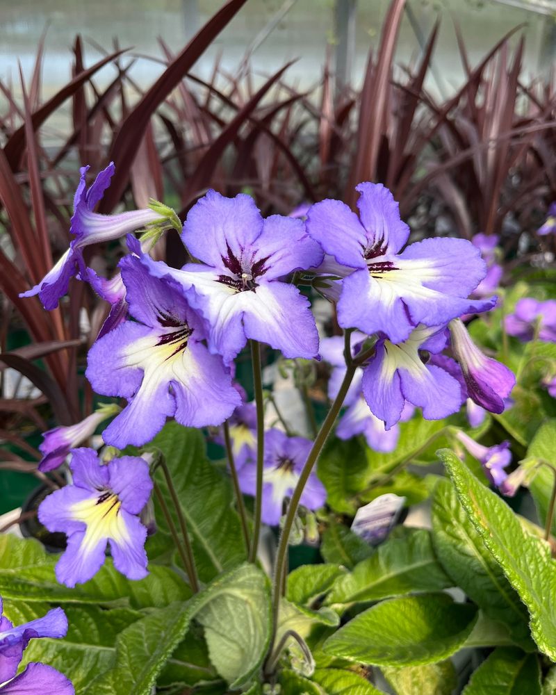Streptocarpus