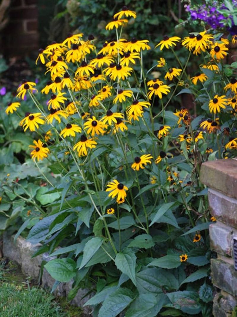 Rudbeckia (Black-Eyed Susan)