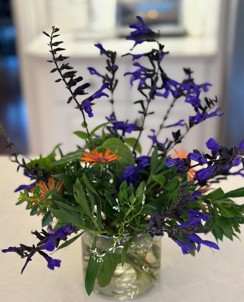 Salvia - Spiky Sophistication