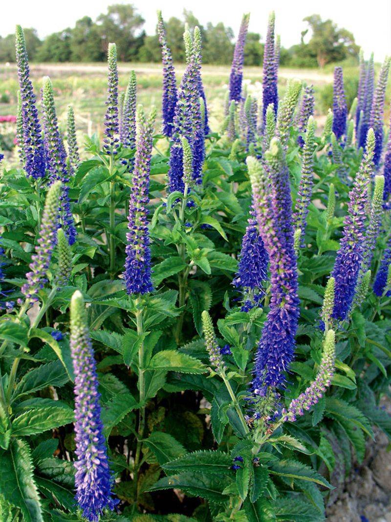 Veronica 'Sunny Border Blue'