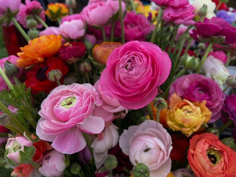 Ranunculus: Paper-Like Perfection