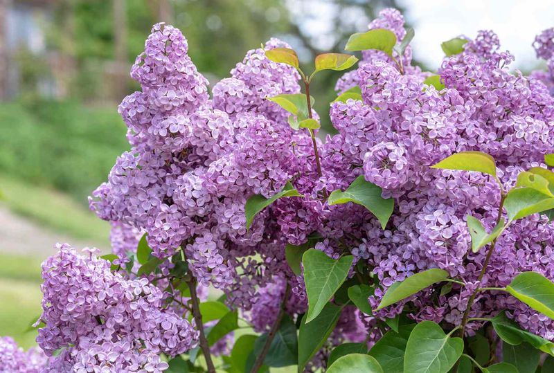 Plant Flowering Shrubs For Privacy