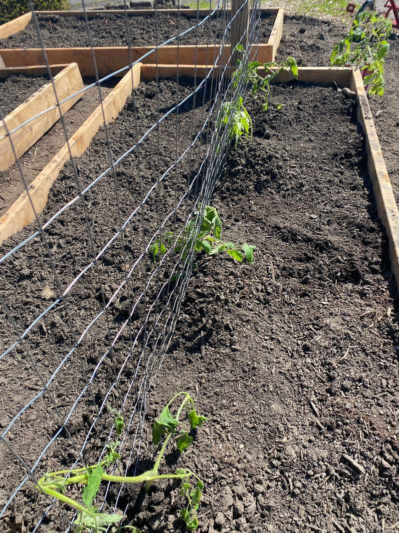 Space Plants Properly for Air Circulation