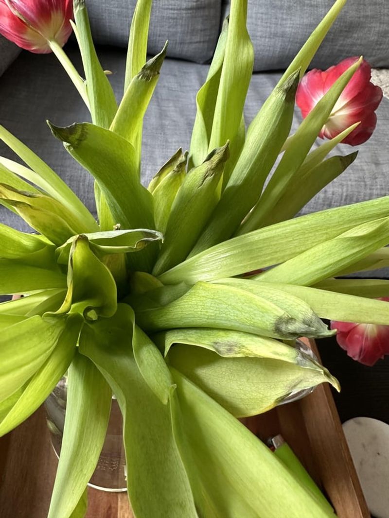 Trim Stems Correctly