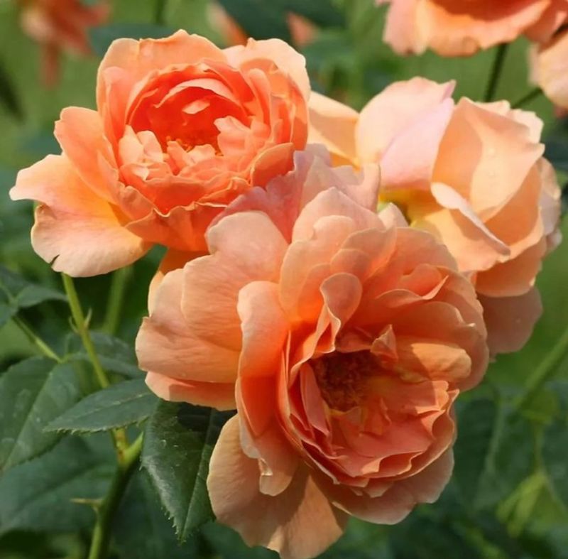 Stop Fertilizing 6–8 Weeks Before First Frost