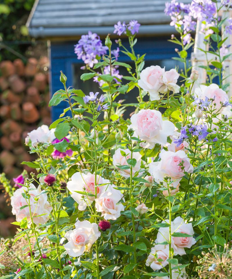 Create A Cutting Garden