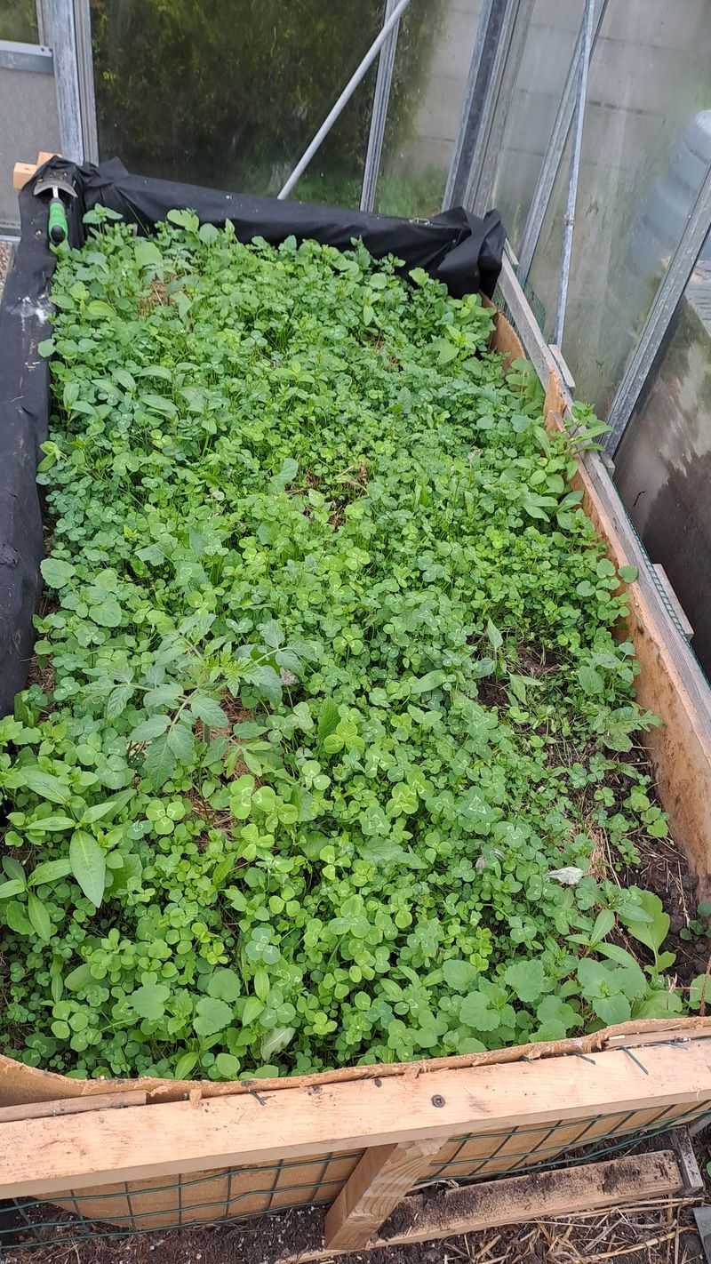 Plant Nitrogen-Fixing Cover Crops