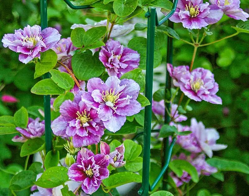 Try Deep Planting Method