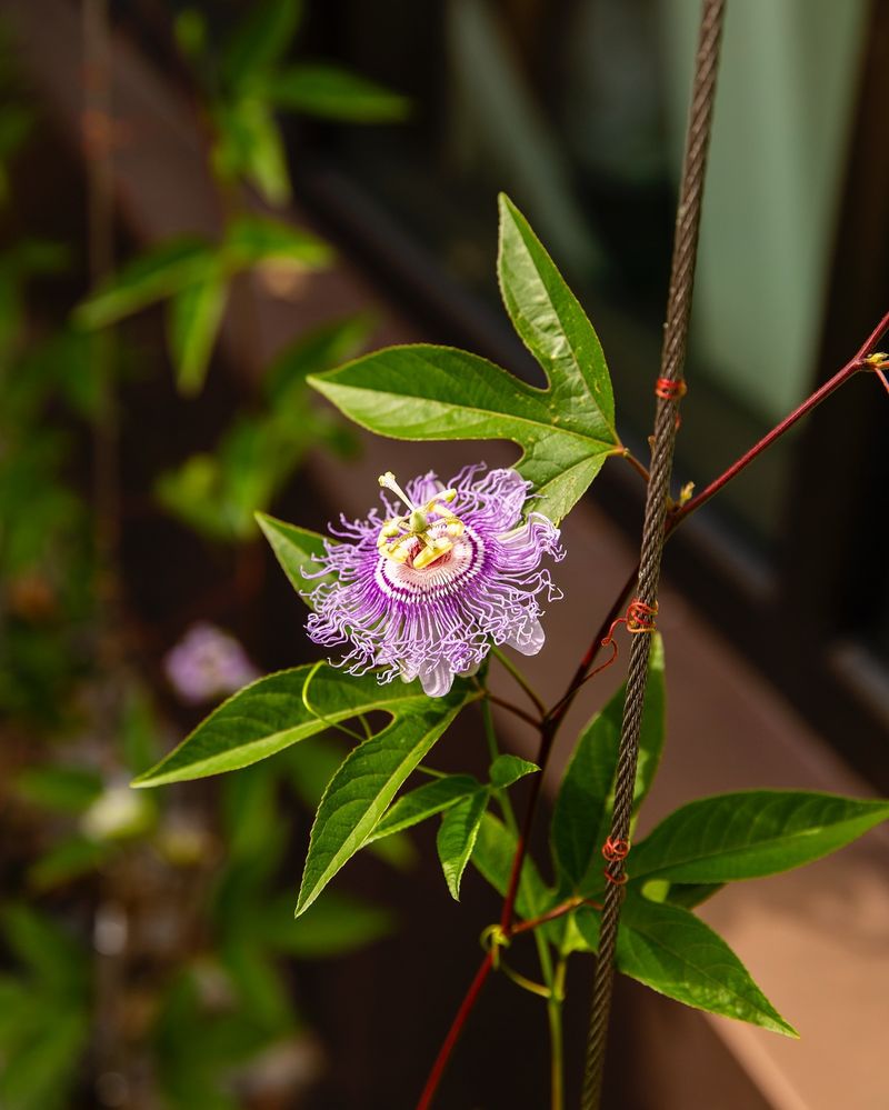 Passion Flower