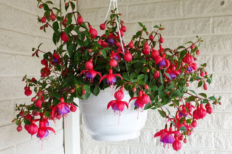 Container Plants Need More Frequent Feeding