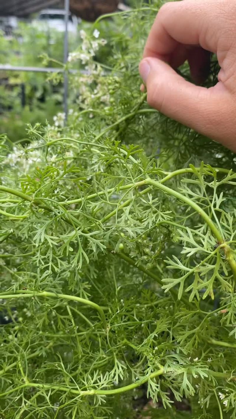 Relocate Heat-Sensitive Herbs