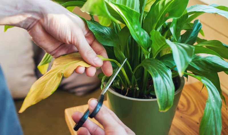 Remove Damaged Leaves