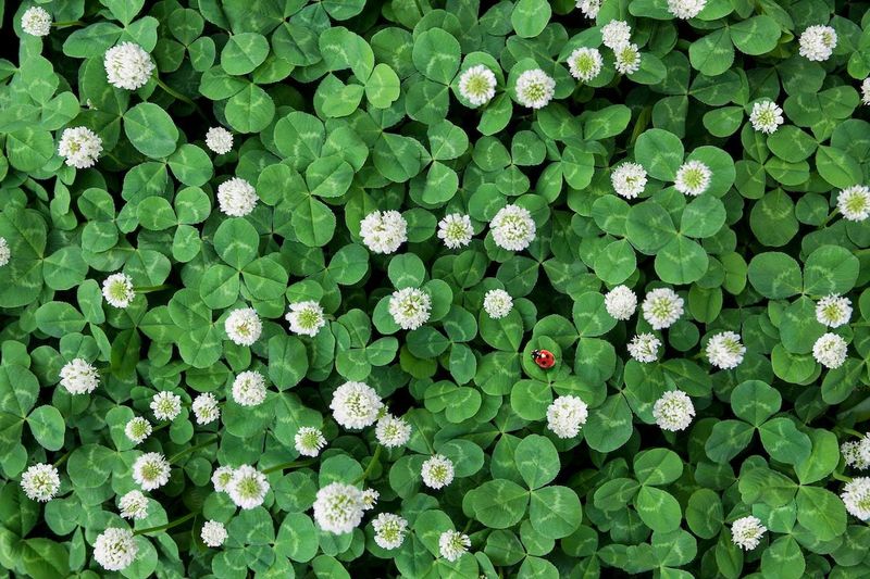 Overseed With Clover
