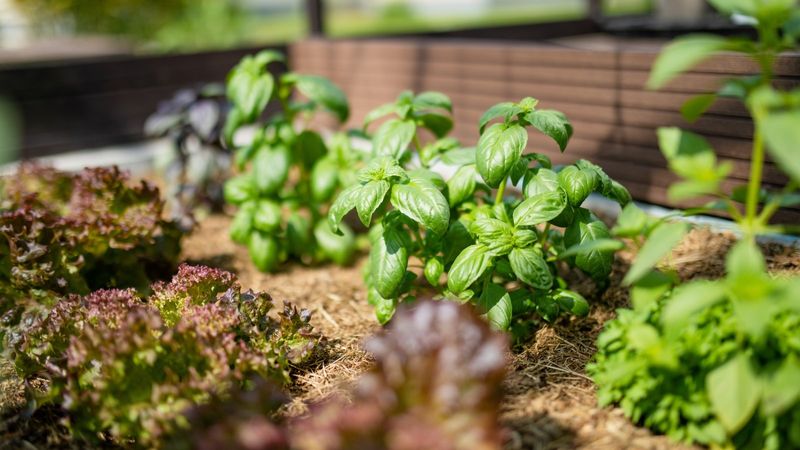 Try Succession Planting