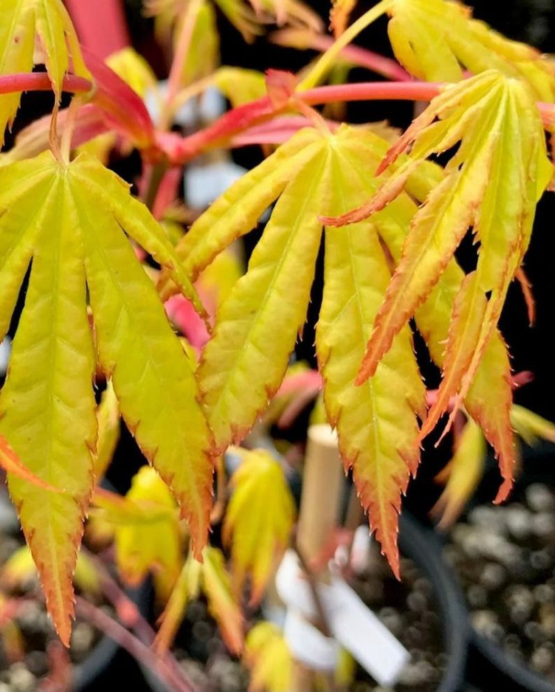 Watch Leaf Color as Feedback