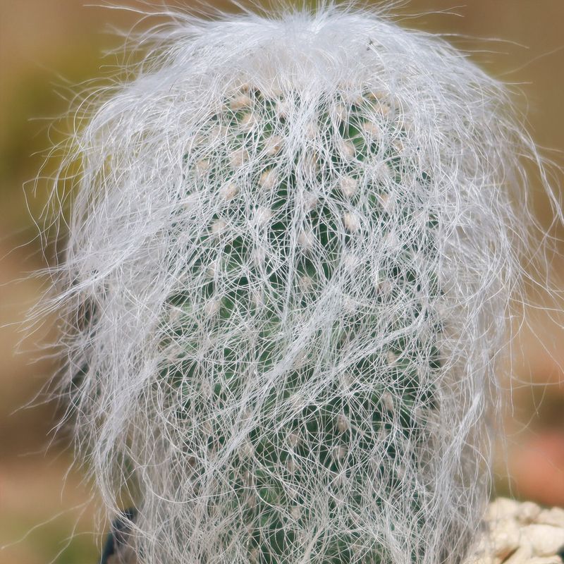 Cephalocereus senilis (Old Man Cactus)