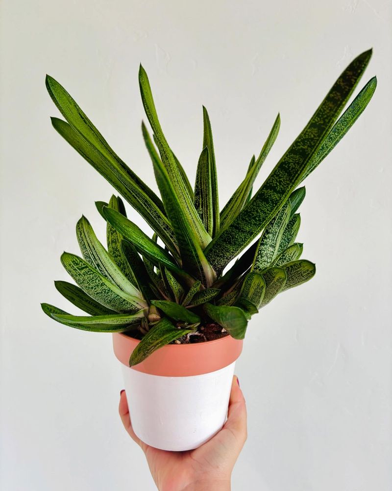 Gasteria 'Little Warty'