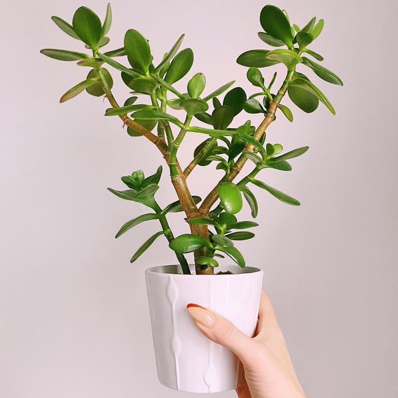 Jade Plant