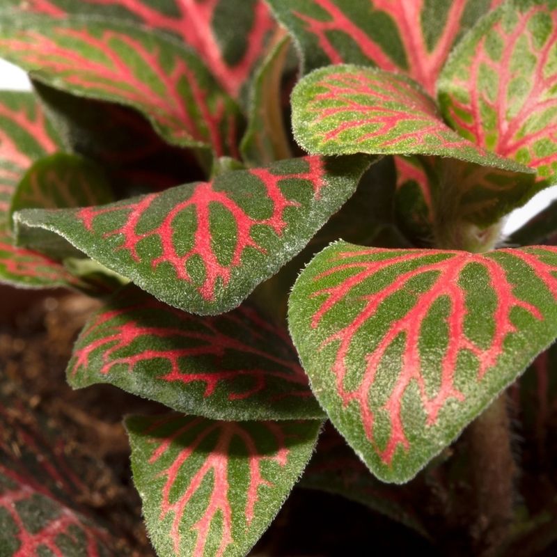 Fittonia (Nerve Plant)