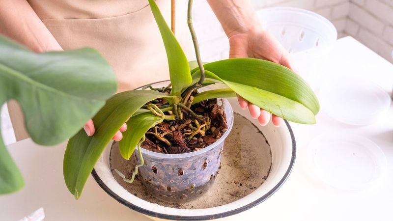 Orchid: The Temperamental Treasure