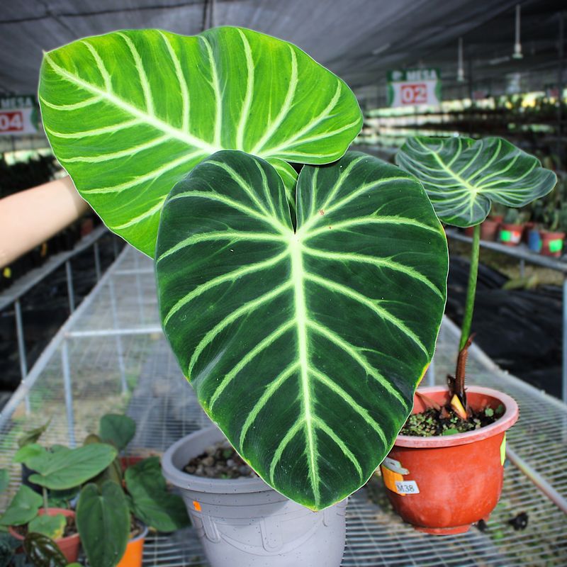 Philodendron