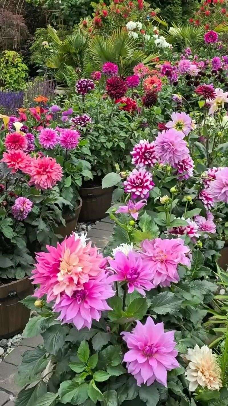 Crowded Garden Beds