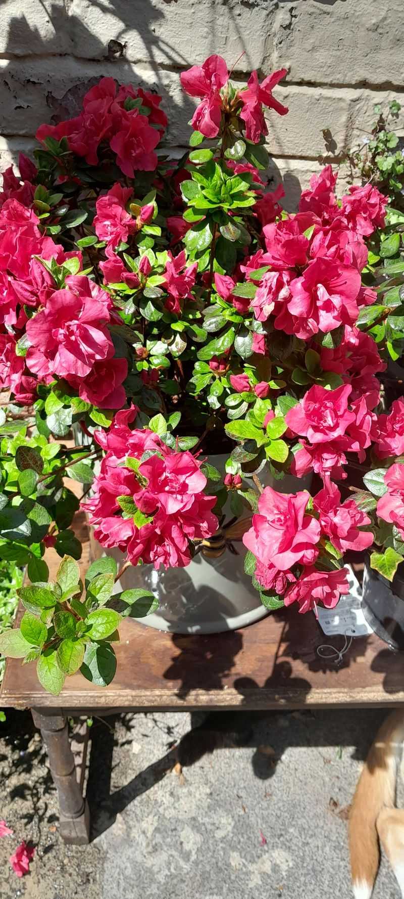 Azalea Japonica