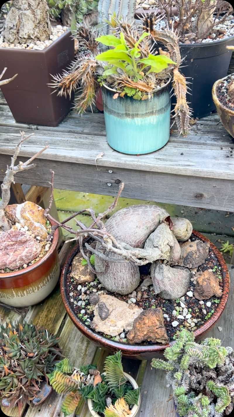 Succulents