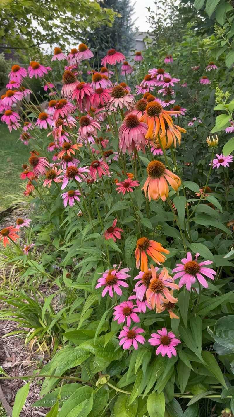 Coneflowers