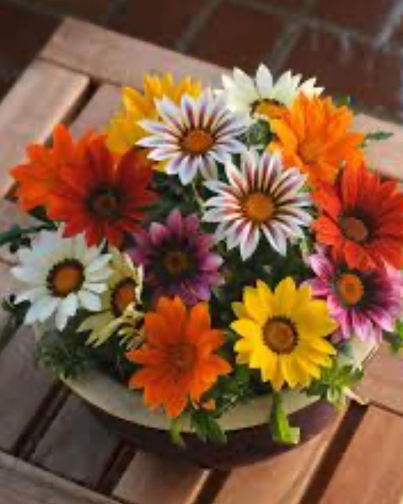 Gazania: Living Sunshine
