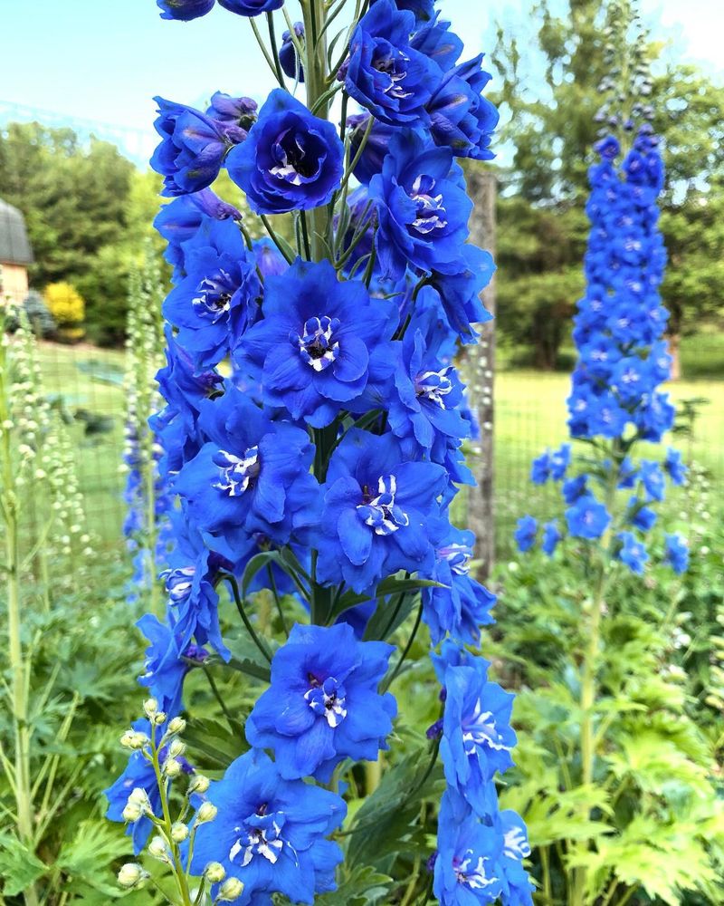 Delphinium's Bright Needs
