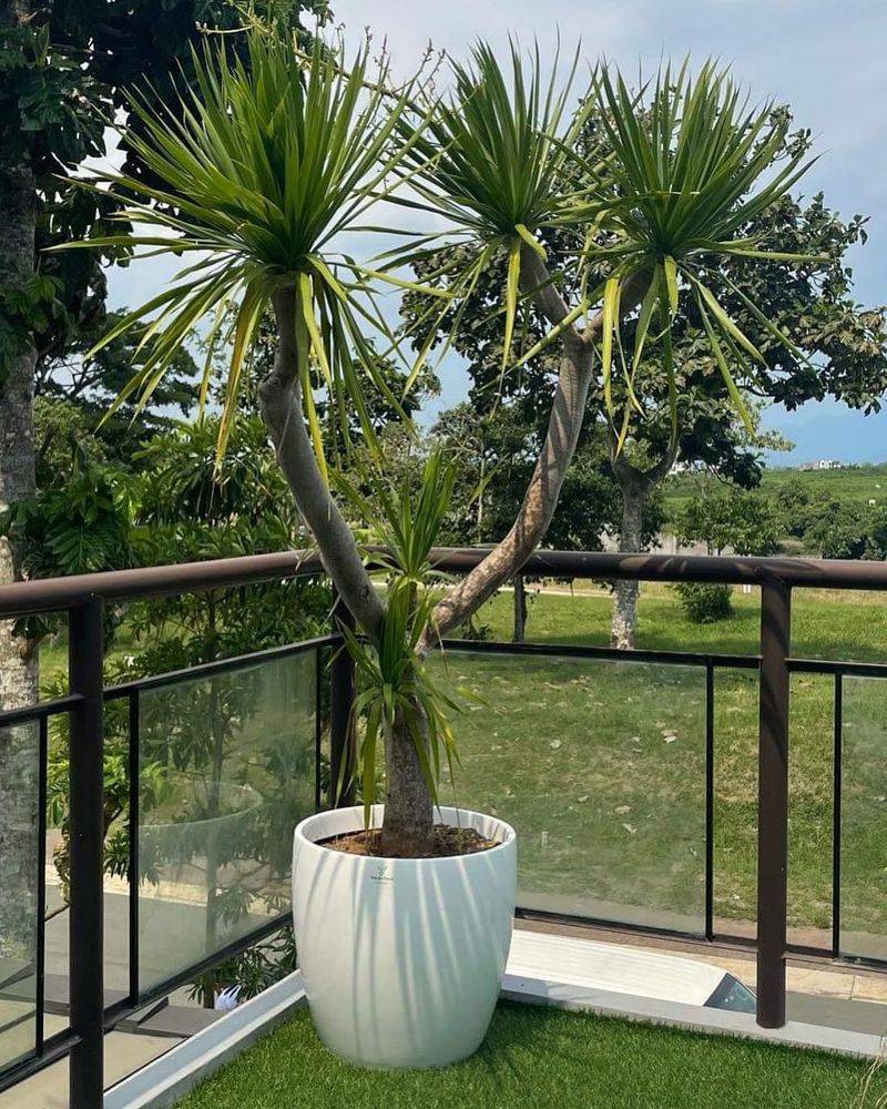 Yucca