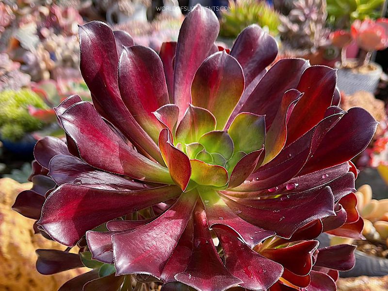 Aeonium