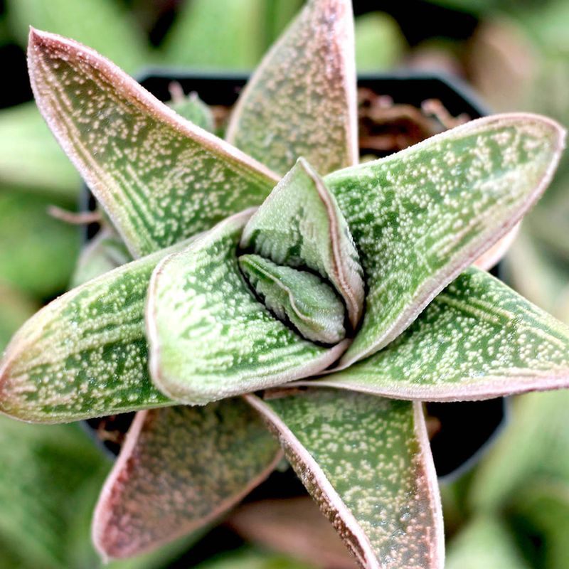 Gasteria