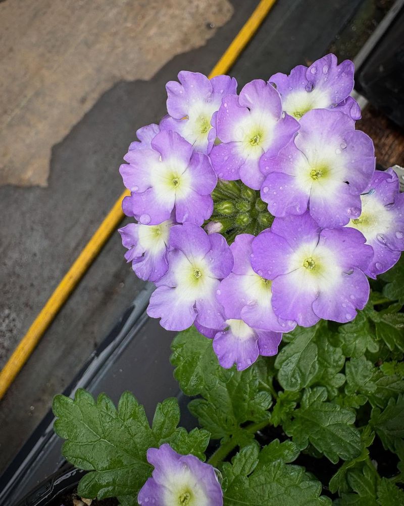 Verbena - Long-Blooming Color Clusters