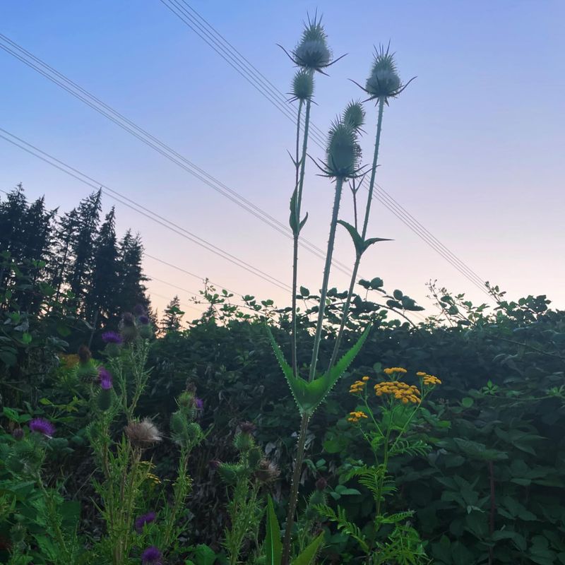Tenacious Tansy
