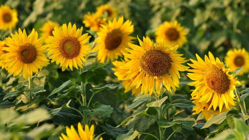 Sunflower Competition