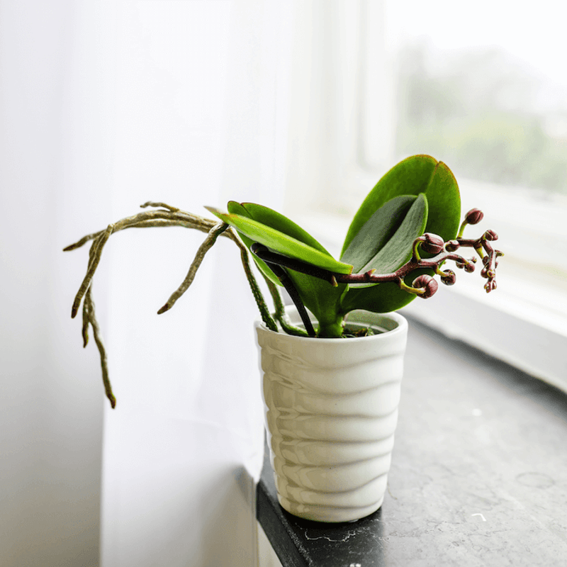Rest Periods Between Blooms