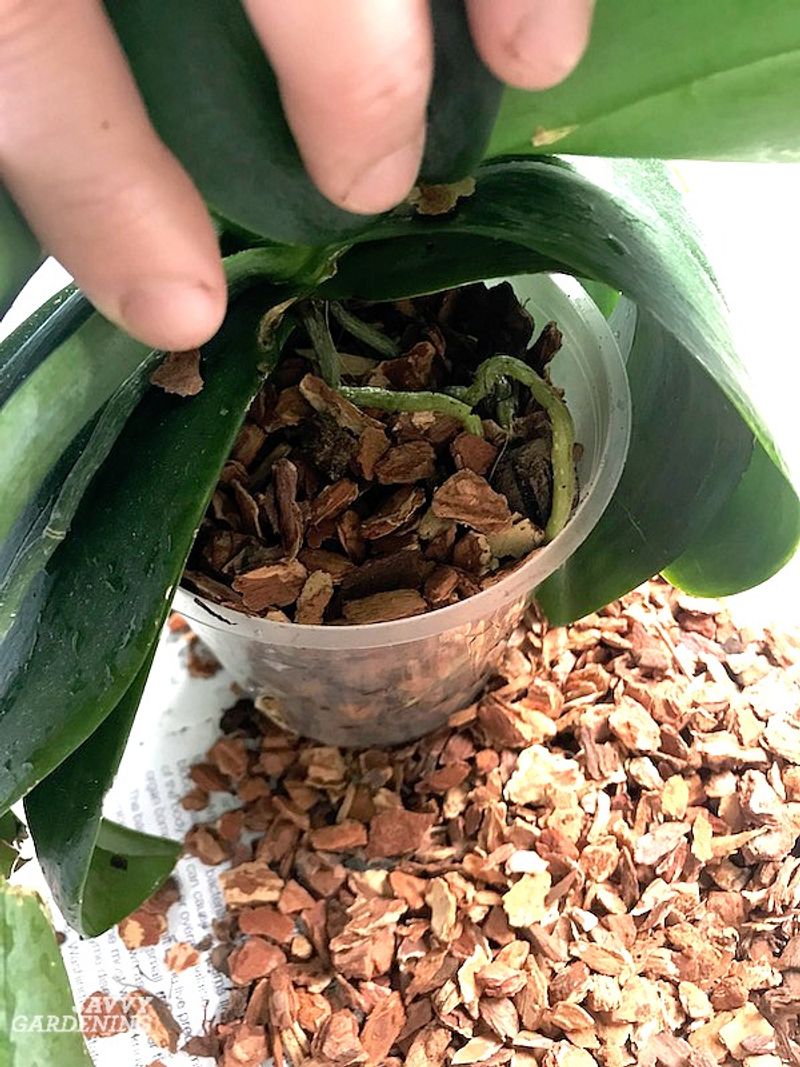 Unique Repotting Schedule