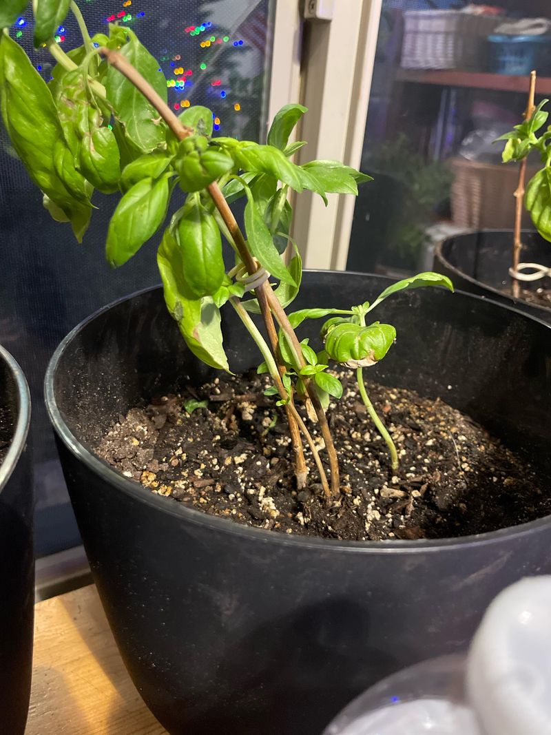 Soggy Soil