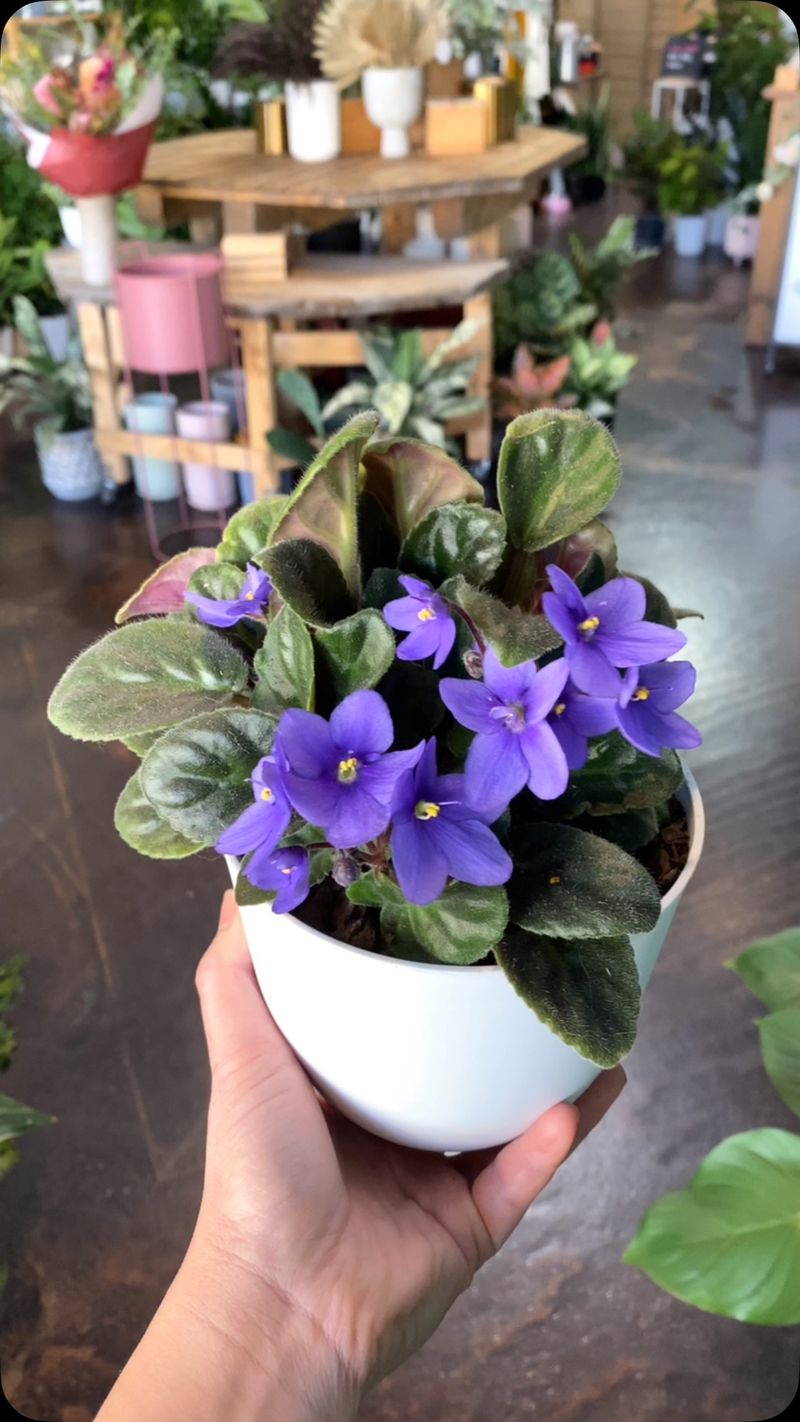 African Violet
