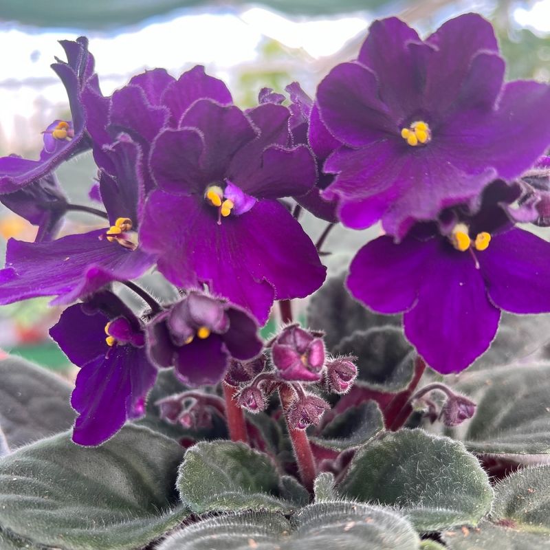 African Violets