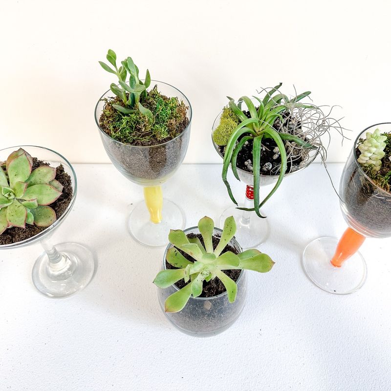 Miniature Succulents