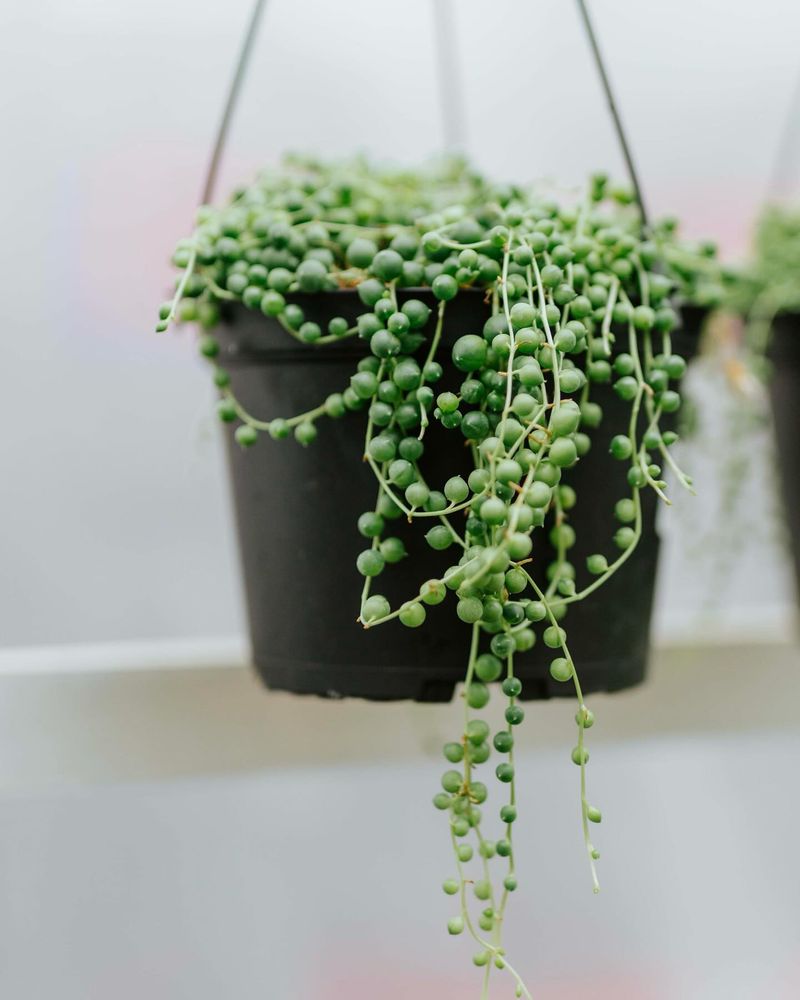 String of Pearls