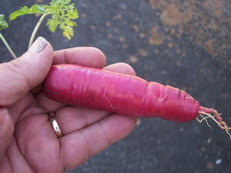 Atomic Red Carrot